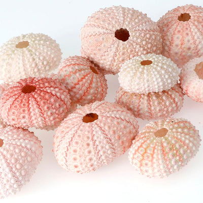 DIY267 Random Size Natural Sea UrchinShell for beach Wedding Decoration