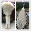 DIY407 : 20pcs Long white peacock feathers for Wedding & Event decoration
