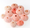 DIY267 Random Size Natural Sea UrchinShell for beach Wedding Decoration