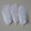 DIY298 : pink ostrich  Feathers for Backdrop decor