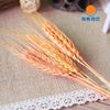 DIY101 Dried ear of wheat for Wedding & Event Decor ( 7 Colors )